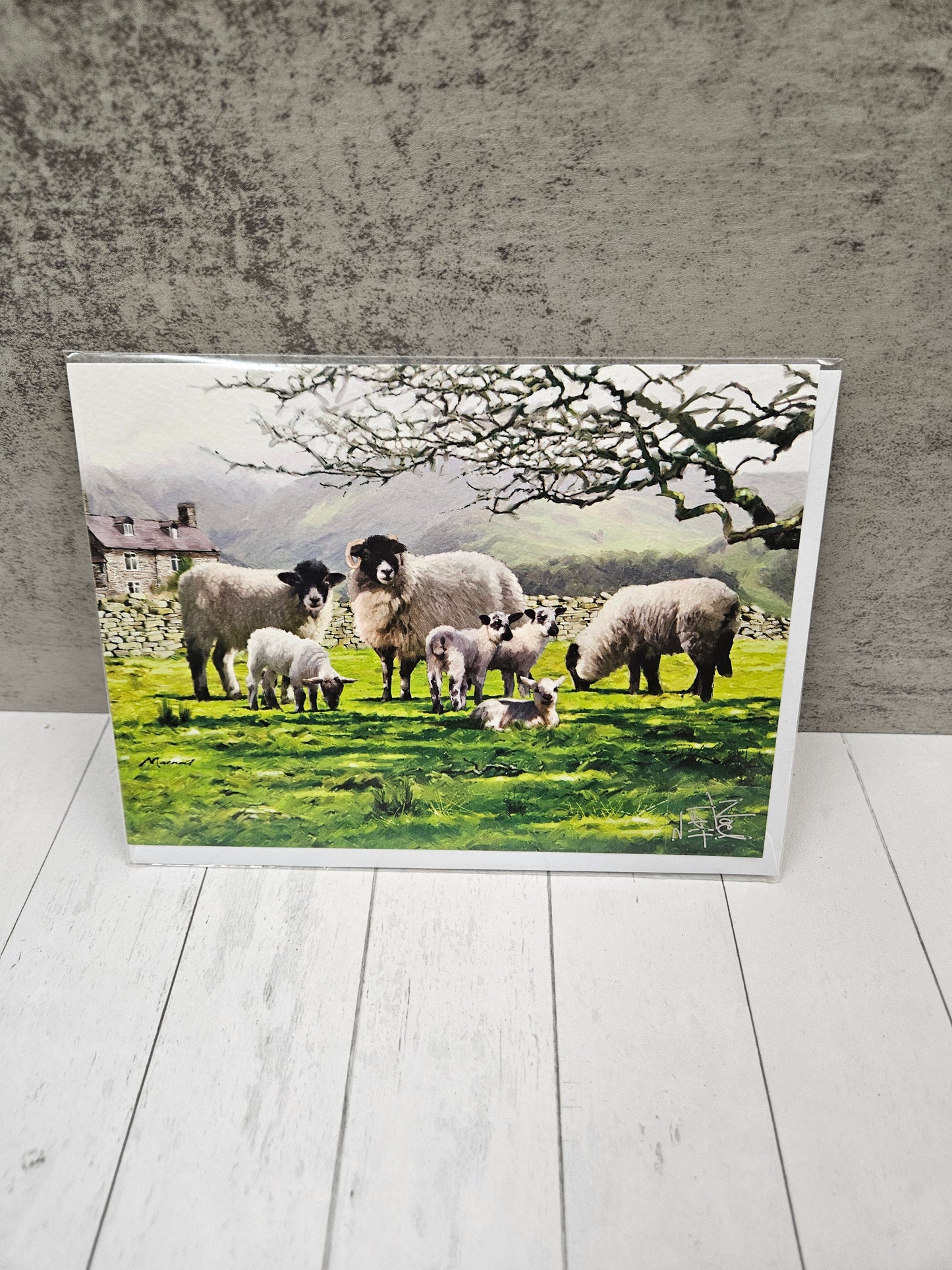 Mountain sheep, blank card