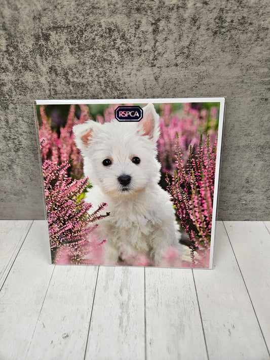 West Highland terrier blank card